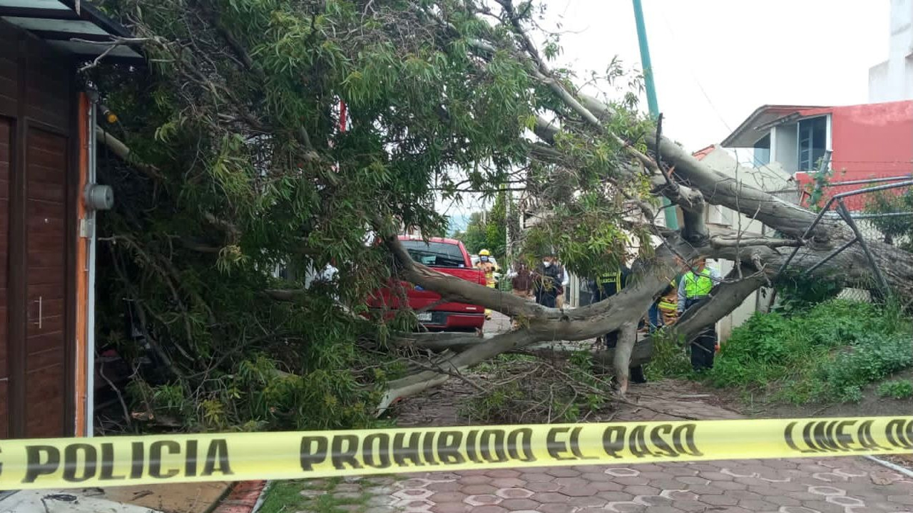 Atiende Servicios Públicos de la capital tlaxcalteca caída de árbol sobre una casa de la comunidad San Gabriel Cuauhtla