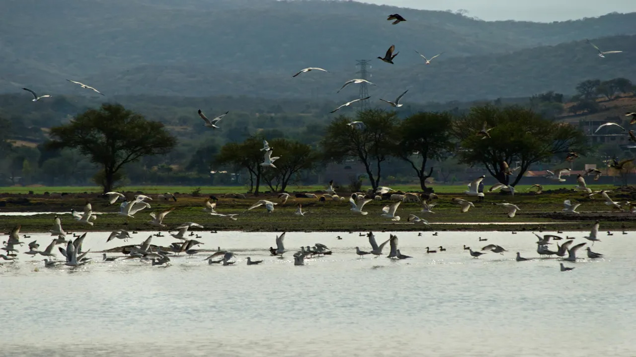 Protege Guanajuato biodiversidad con la preservación de los humedales