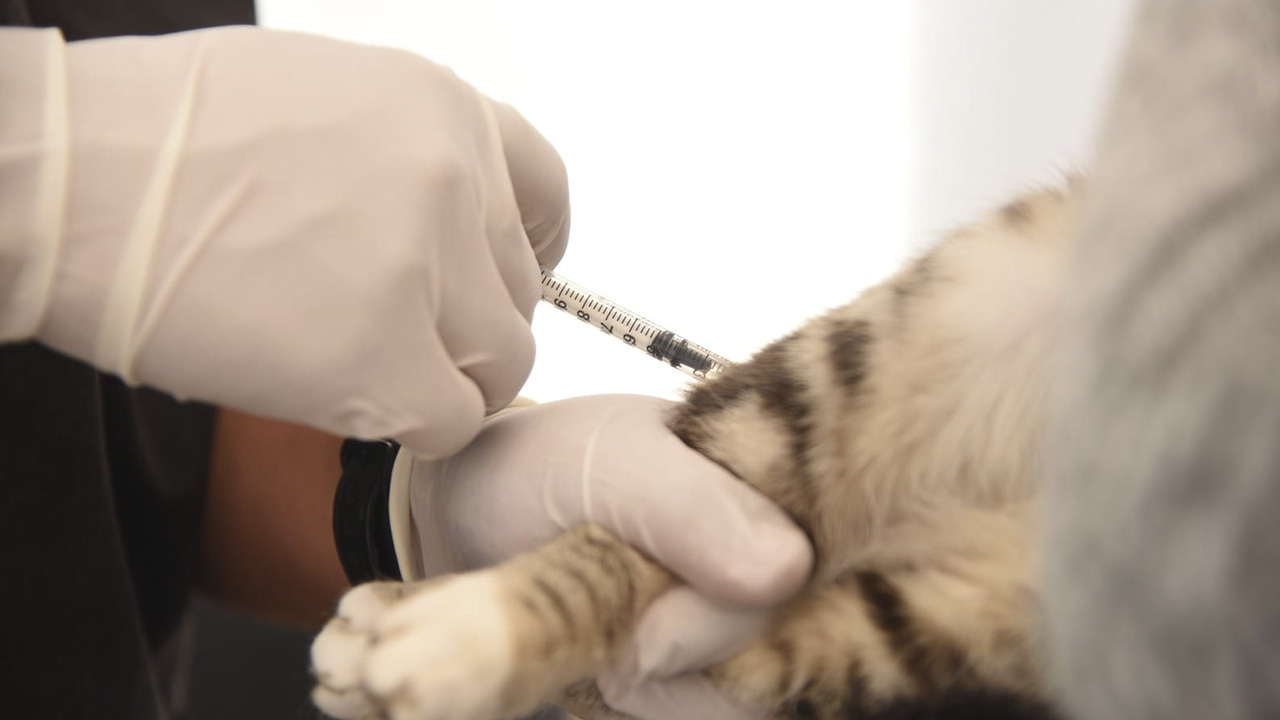 Habrá esterilización de perros y gatos este fin de semana en la capital