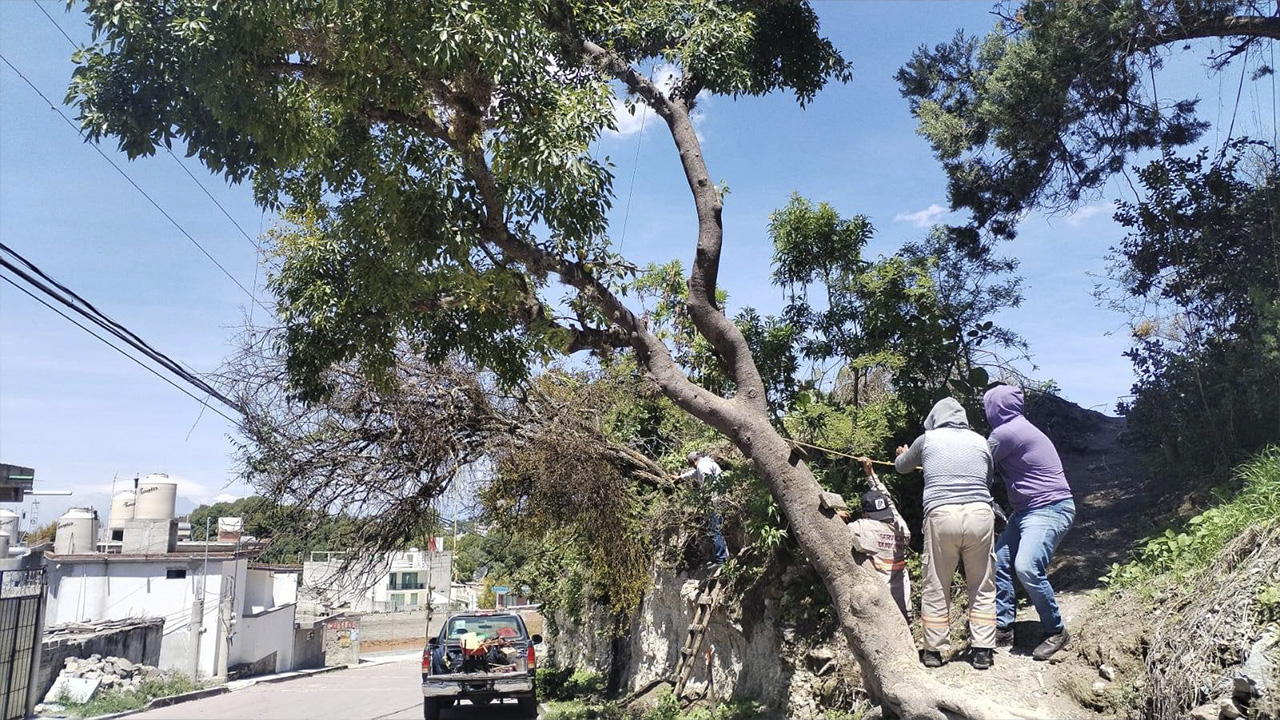 Atiende brigada de Servicios Públicos retiro de árbol en Los Reyes Quiahuixtlán, municipio de Totolac