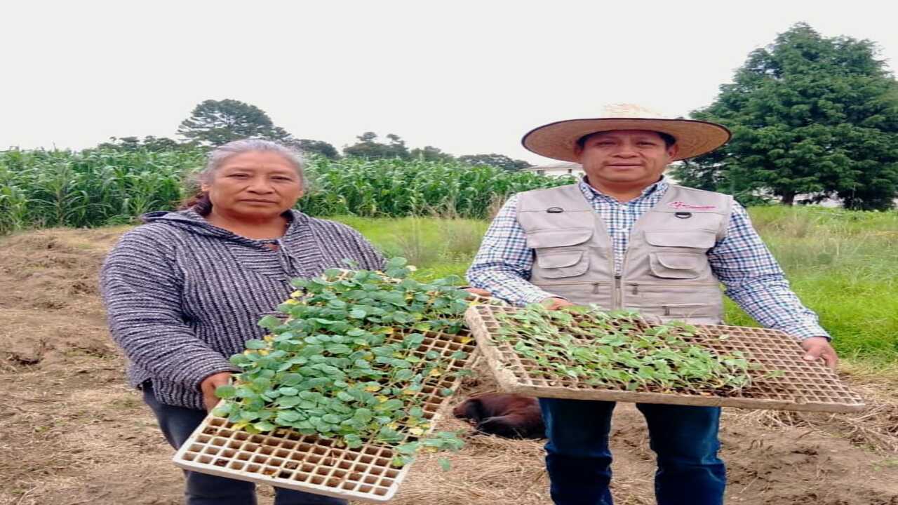En Chiautempan se continúan impulsando huertos familiares con entrega de plántulas