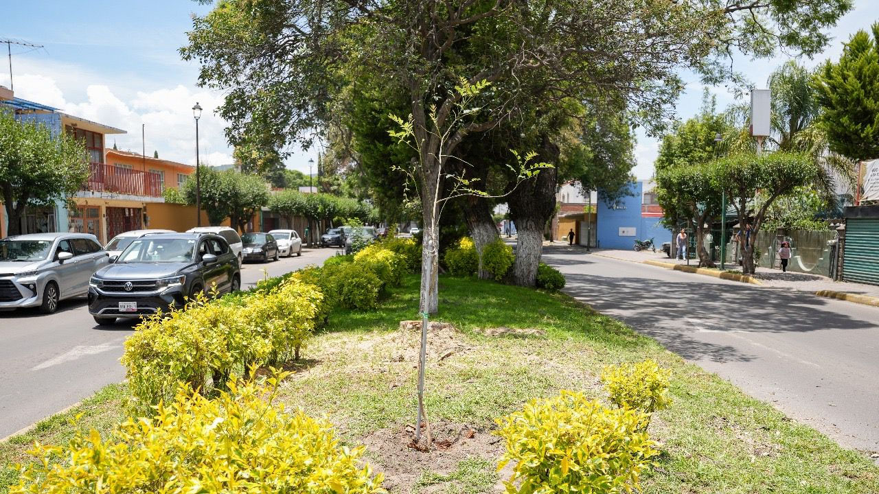 Ayuntamiento de Tlaxcala retira árboles por seguridad y realiza reforestación en bulevar mariano Sánchez