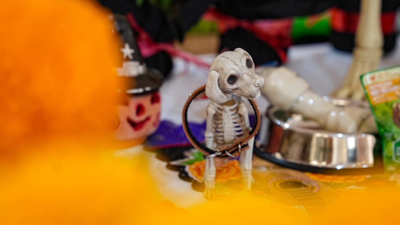 Con ofrendas, cine y música el Ayuntamiento de Tlaxcala inicia el “Festival de la Vida y la Muerte 2025”