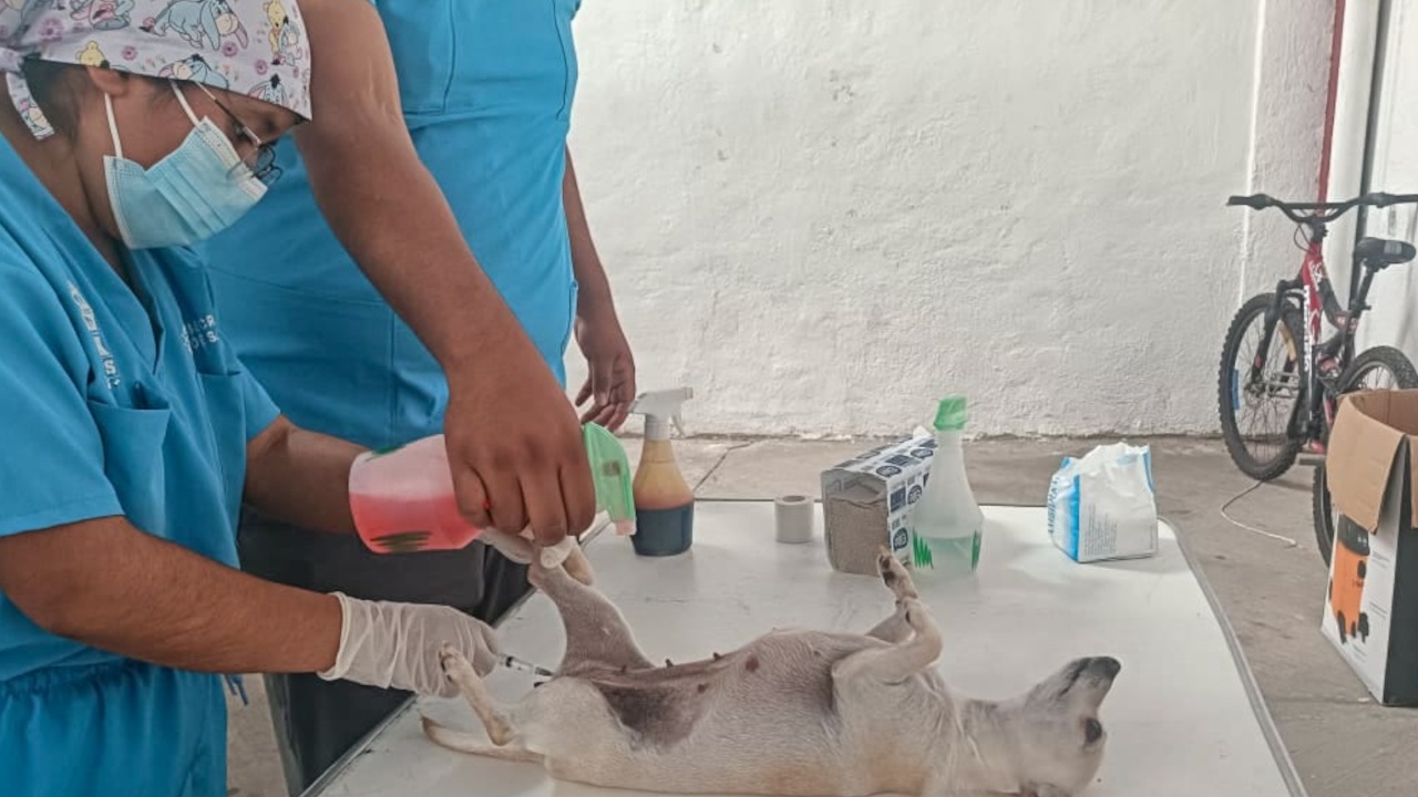 El próximo lunes inicia el Ayuntamiento de la capital nueva campaña de esterilización gratuita para perros y gatos