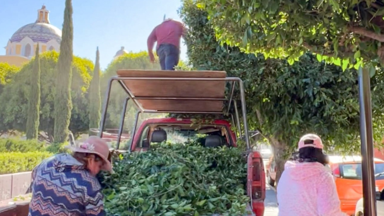 Ayuntamiento de Tlaxcala embellece la Plaza Juárez con jornada de poda