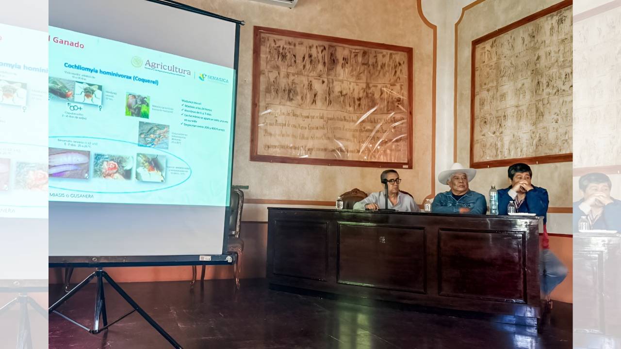 En reunión interinstitucional en el ayuntamiento de Tlaxcala, autoridades acuerdan fortalecer acciones preventivas contra el gusano barrenador